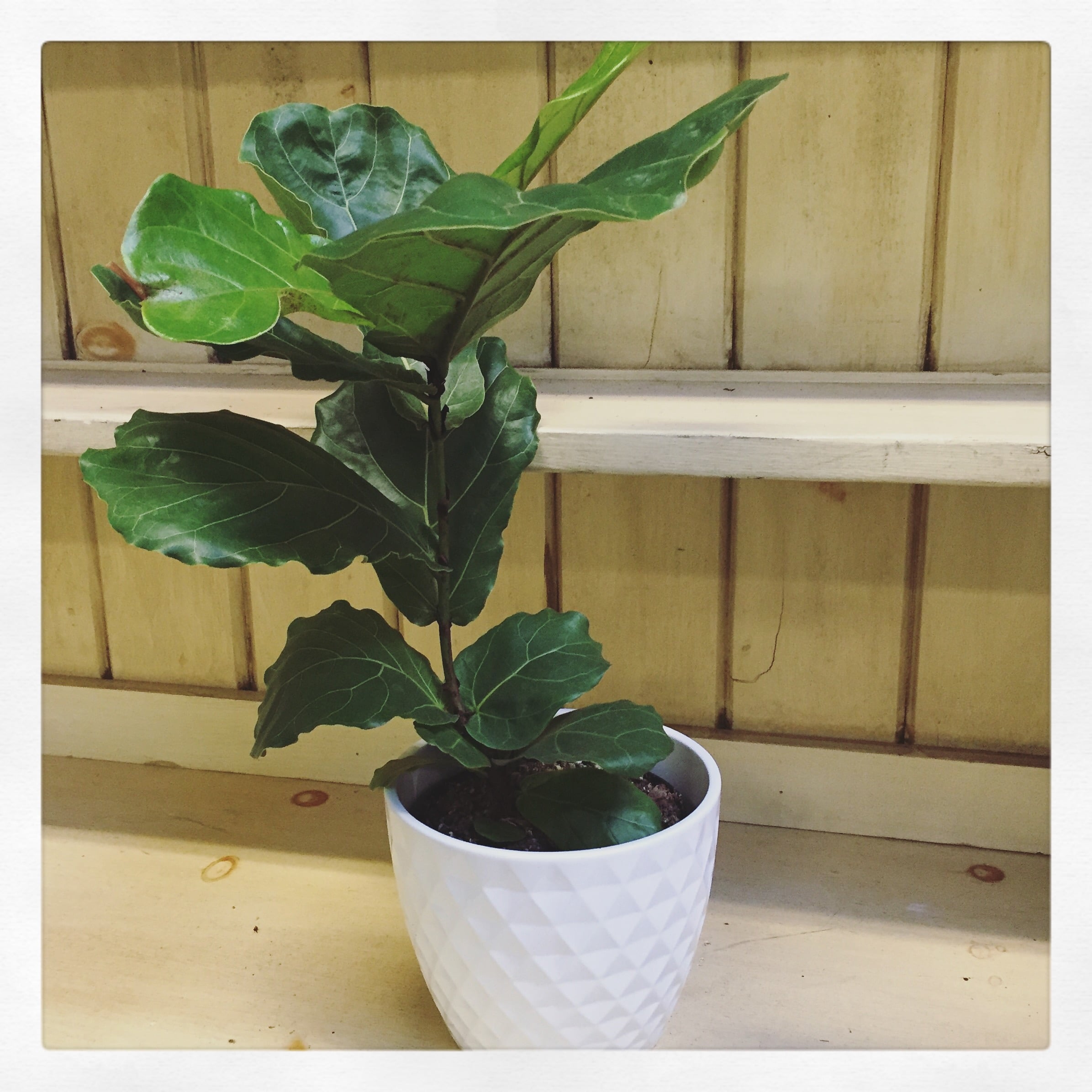 Fiddle Leaf Fig