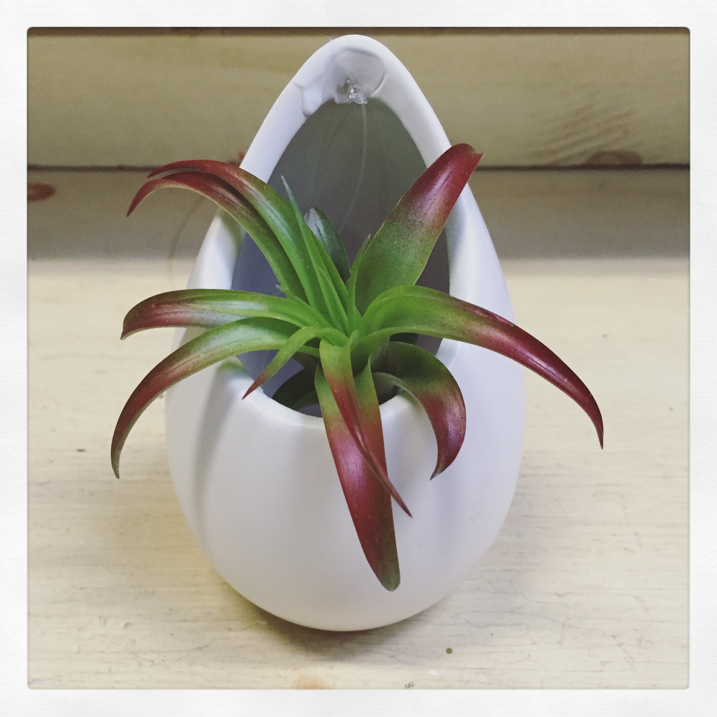 Air Plant (Tillandsia)