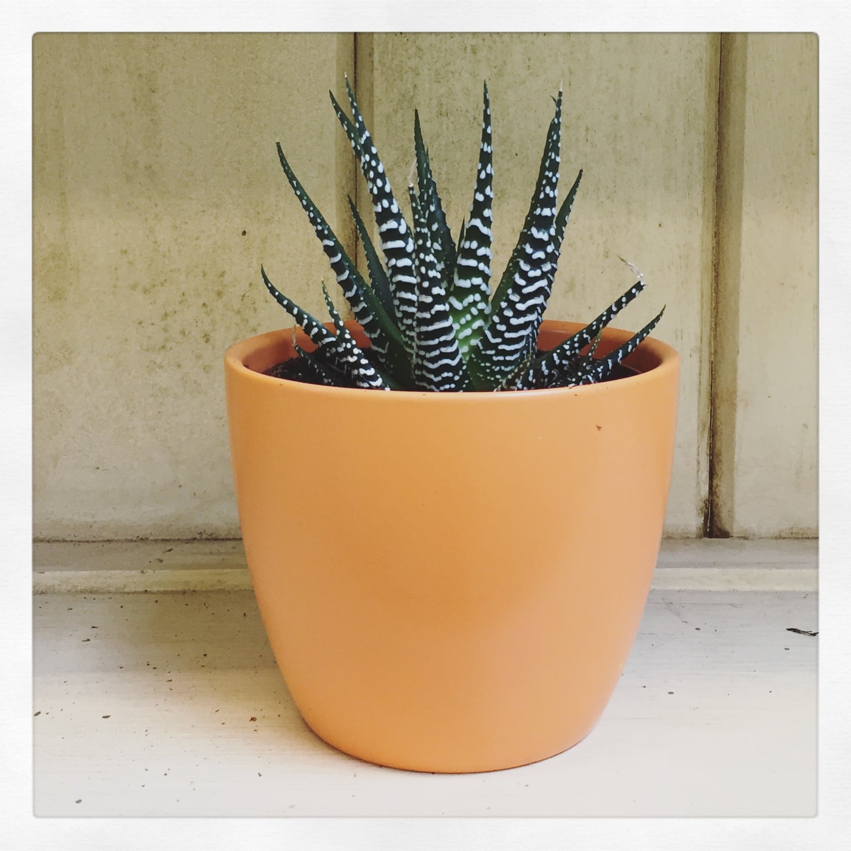 Zebra Haworthia