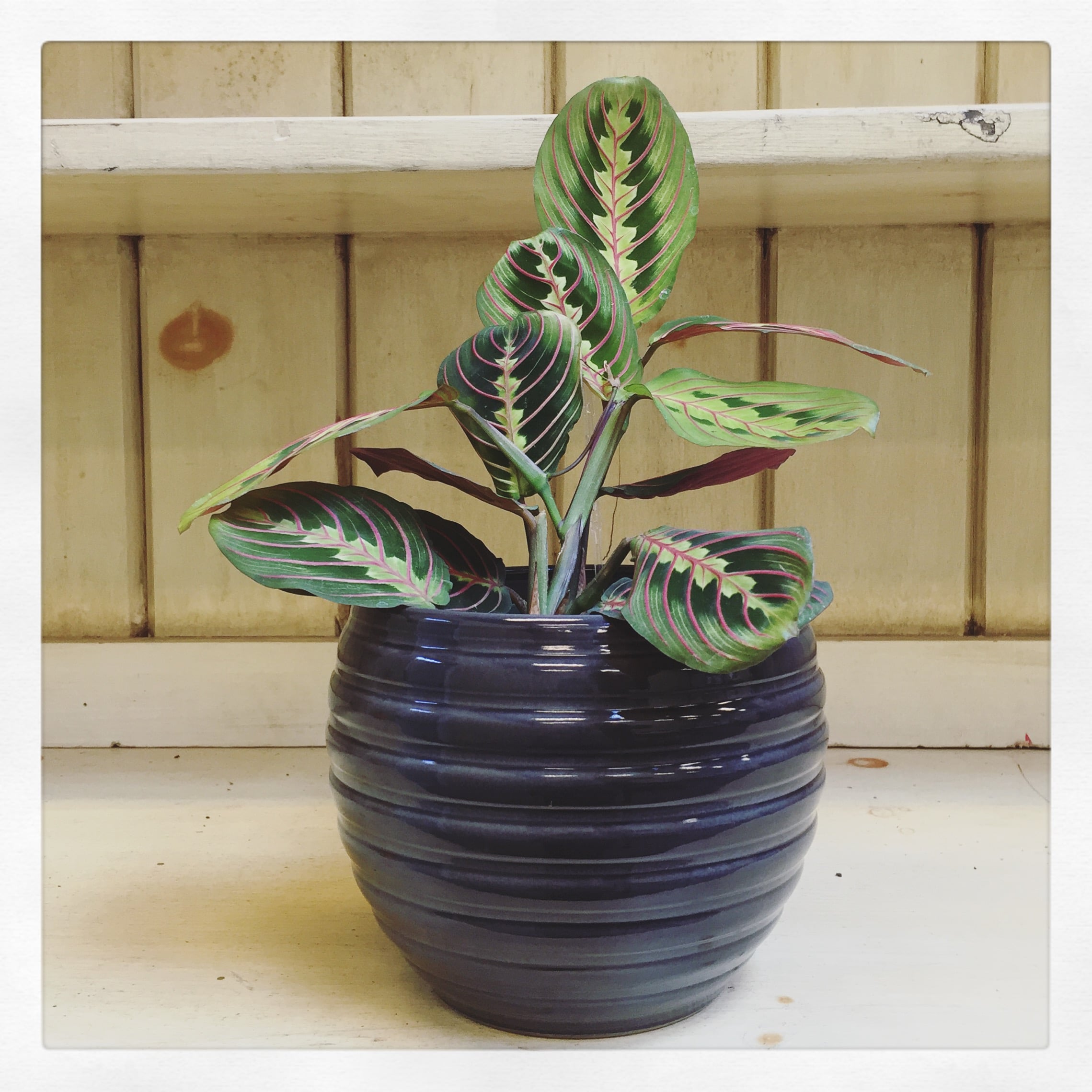 Prayer Plant (Maranta leuconeura)
