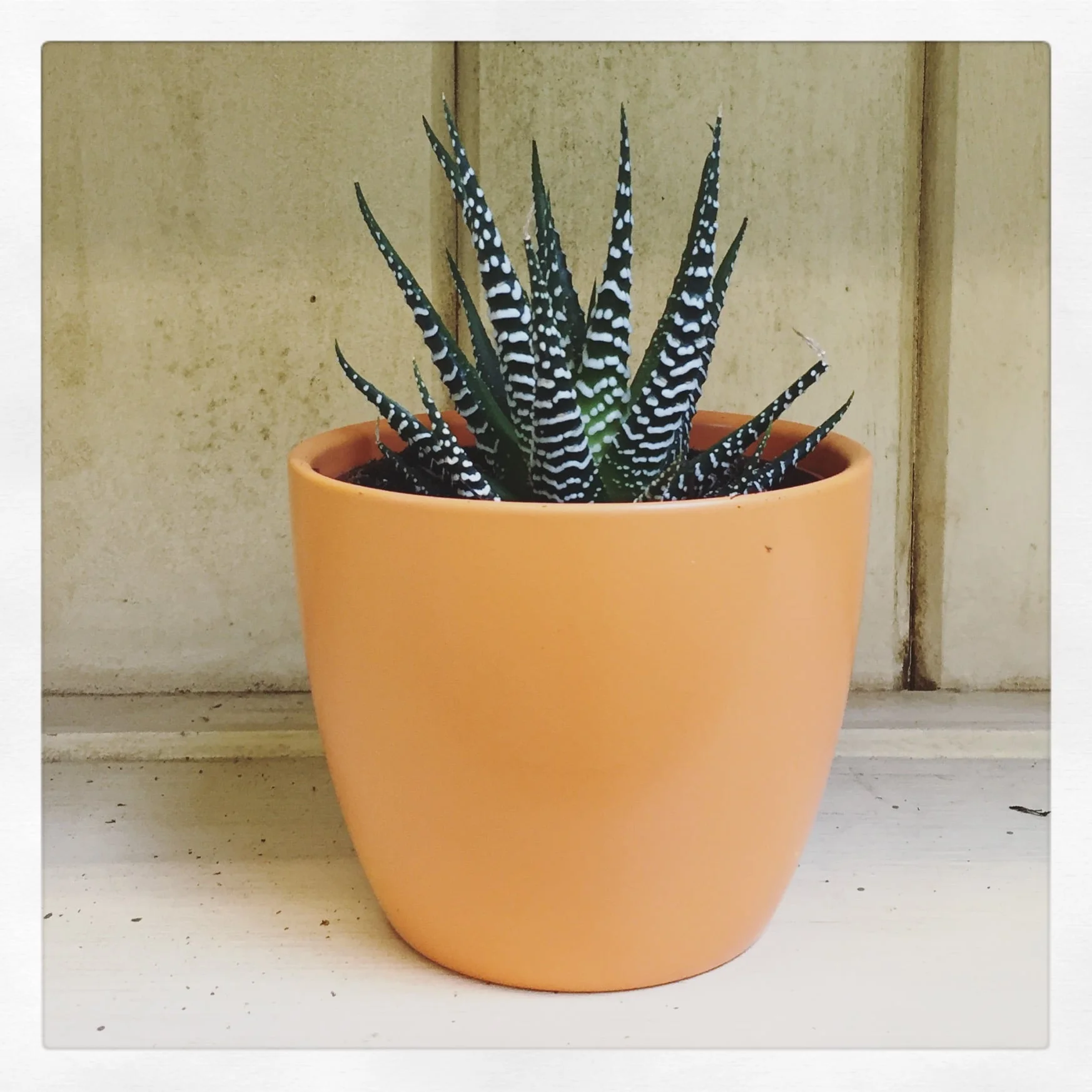 7 Houseplants We Love