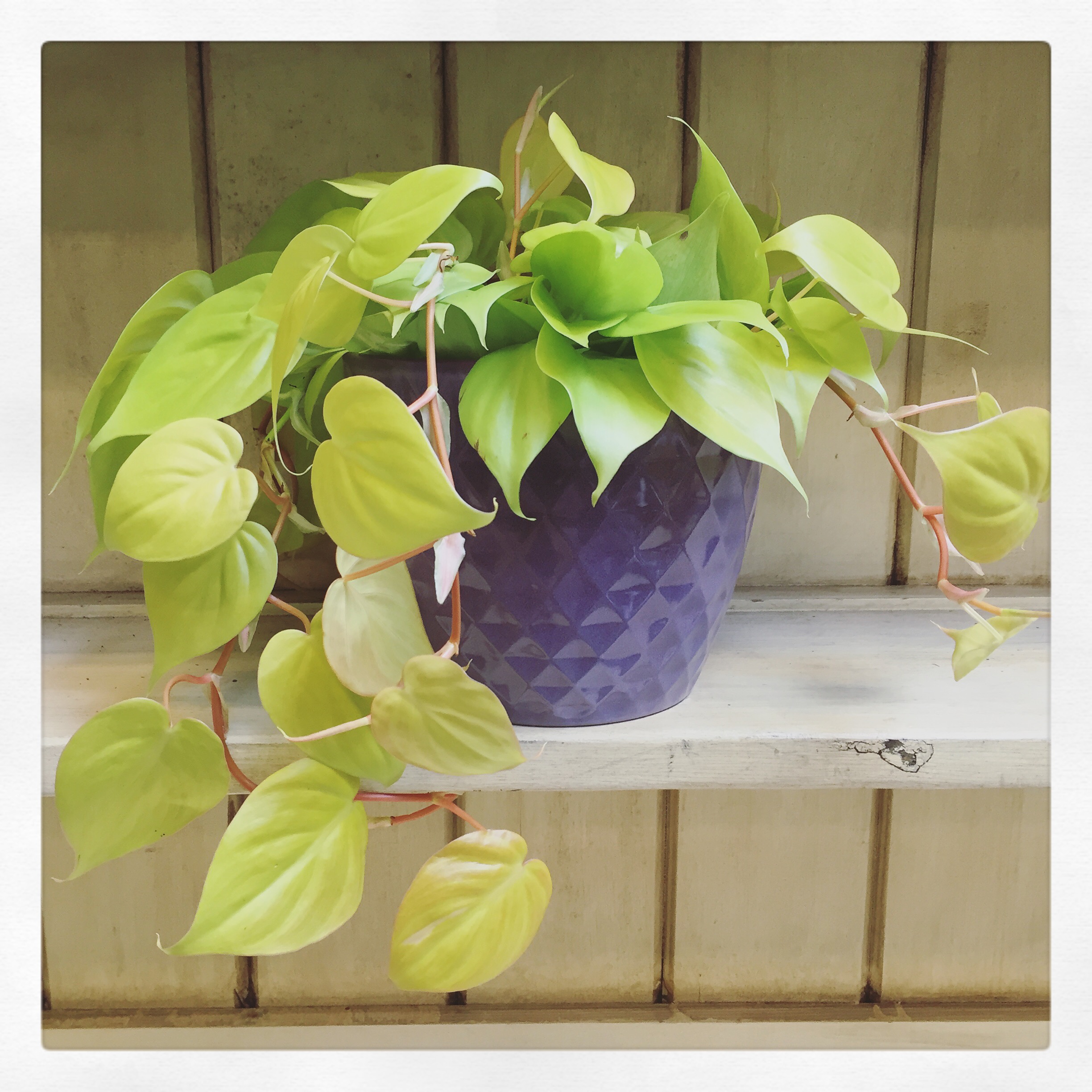 In my opinion, indoor plants are an absolute game-changer for decoration. I believe they not only enhance the aesthetics but also bring a refreshing vibe to any space. Additionally, taking care of