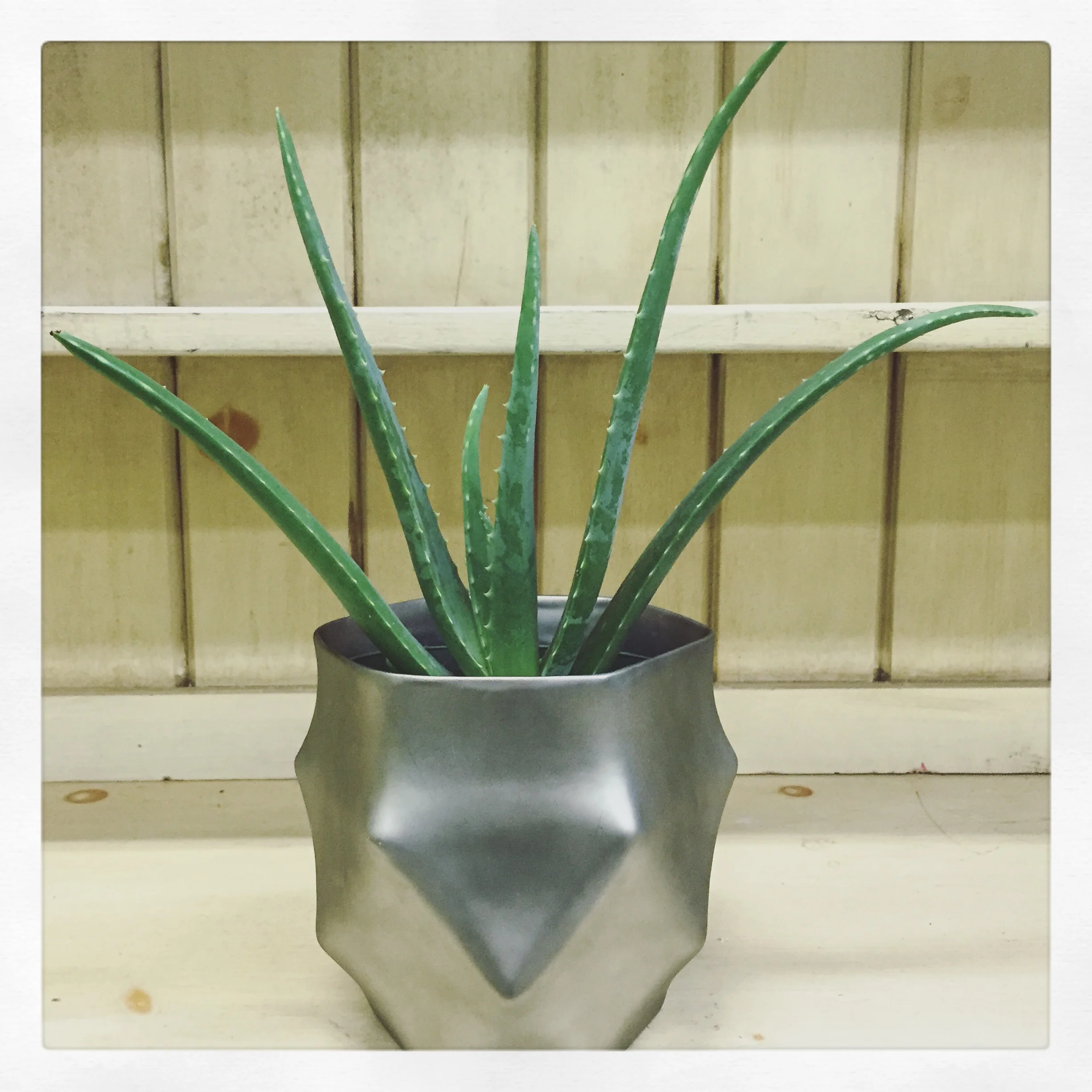 Aloe vera