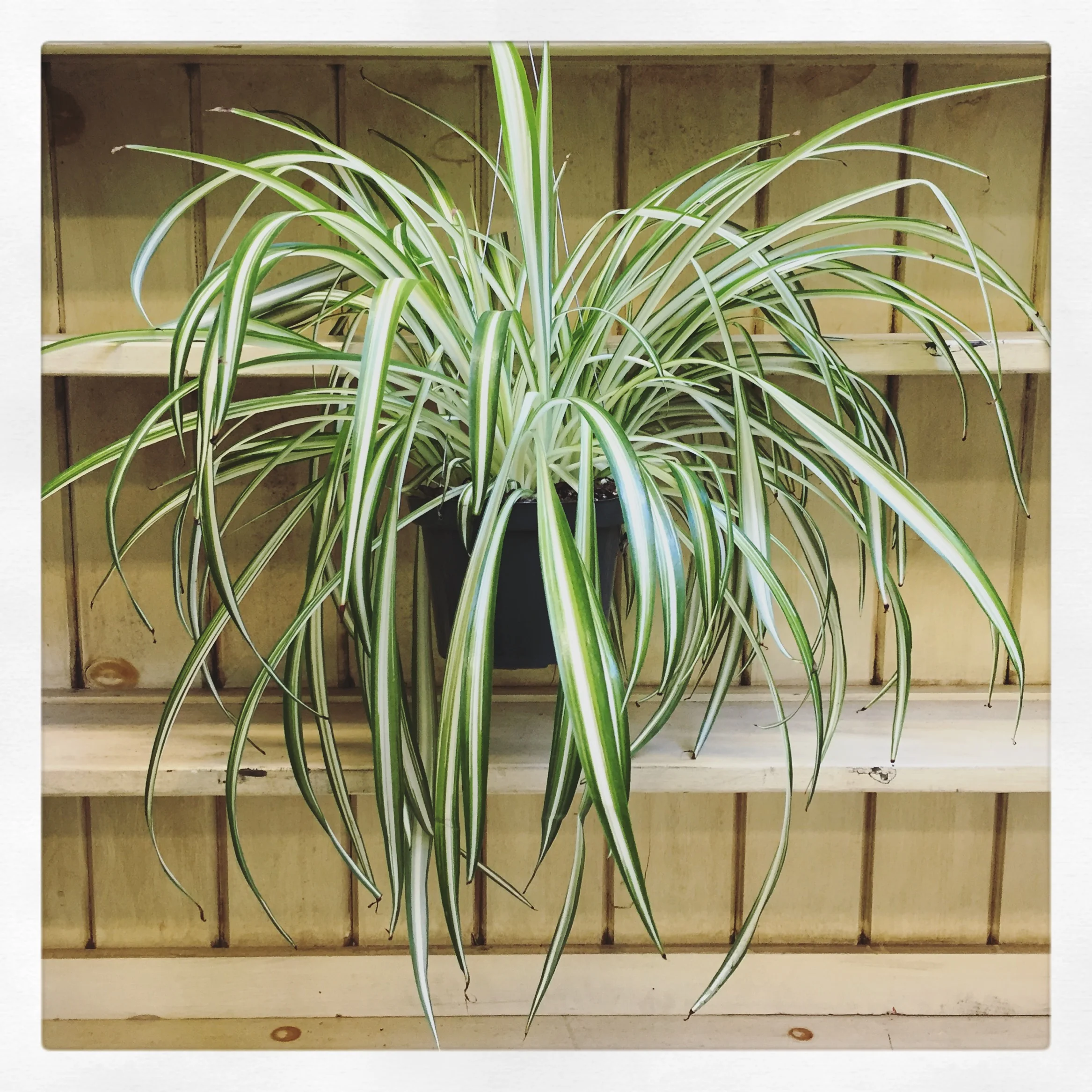 Spider Plant