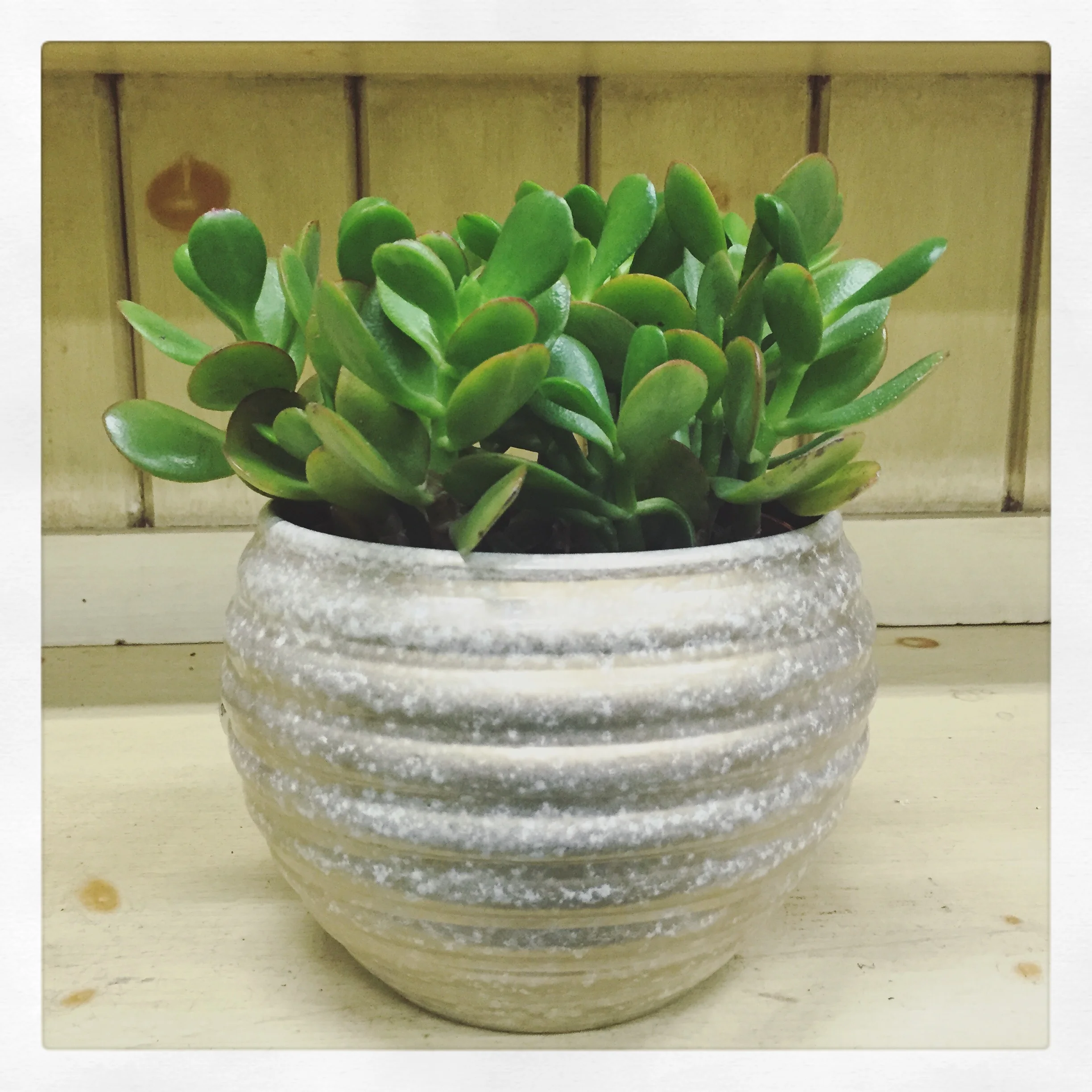 Jade Plant
