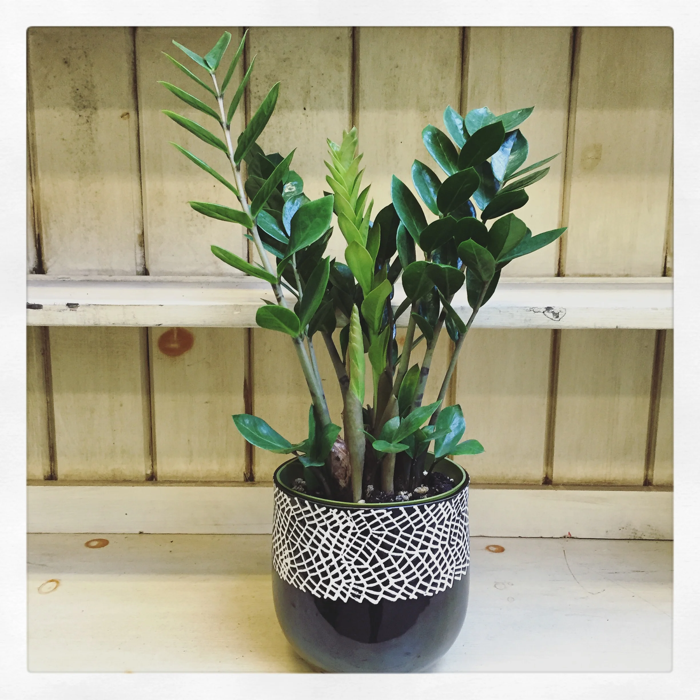 ZZ Plant