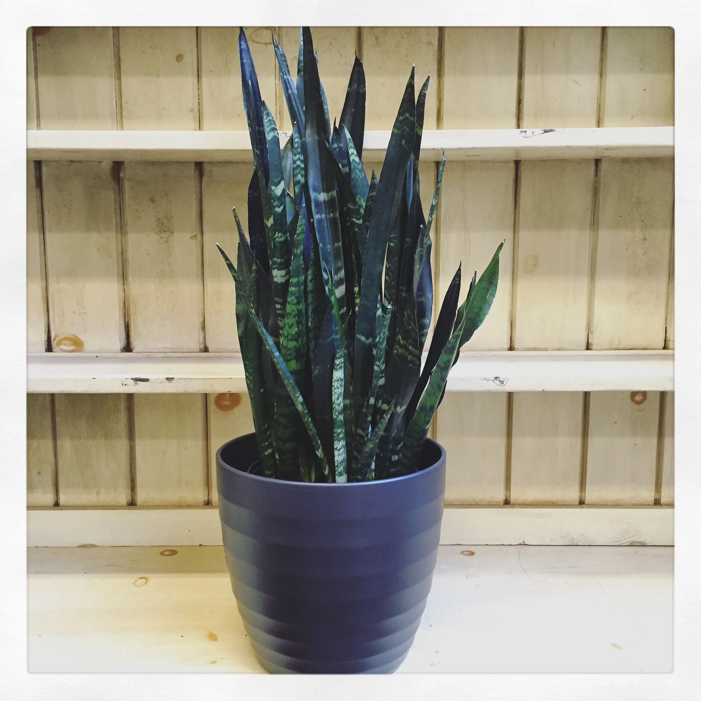 Snake Plant