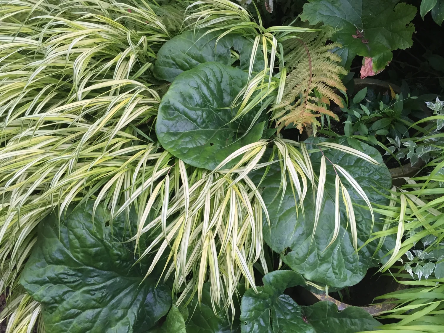 Plants to Get Excited About Right Now!