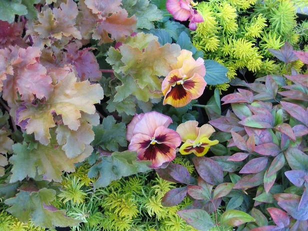 Cool, Colorful Container Gardens For Chilly Weather
