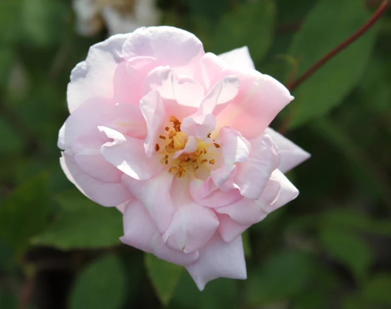 The 'Marjie' Rose: A Grandfather's Tribute