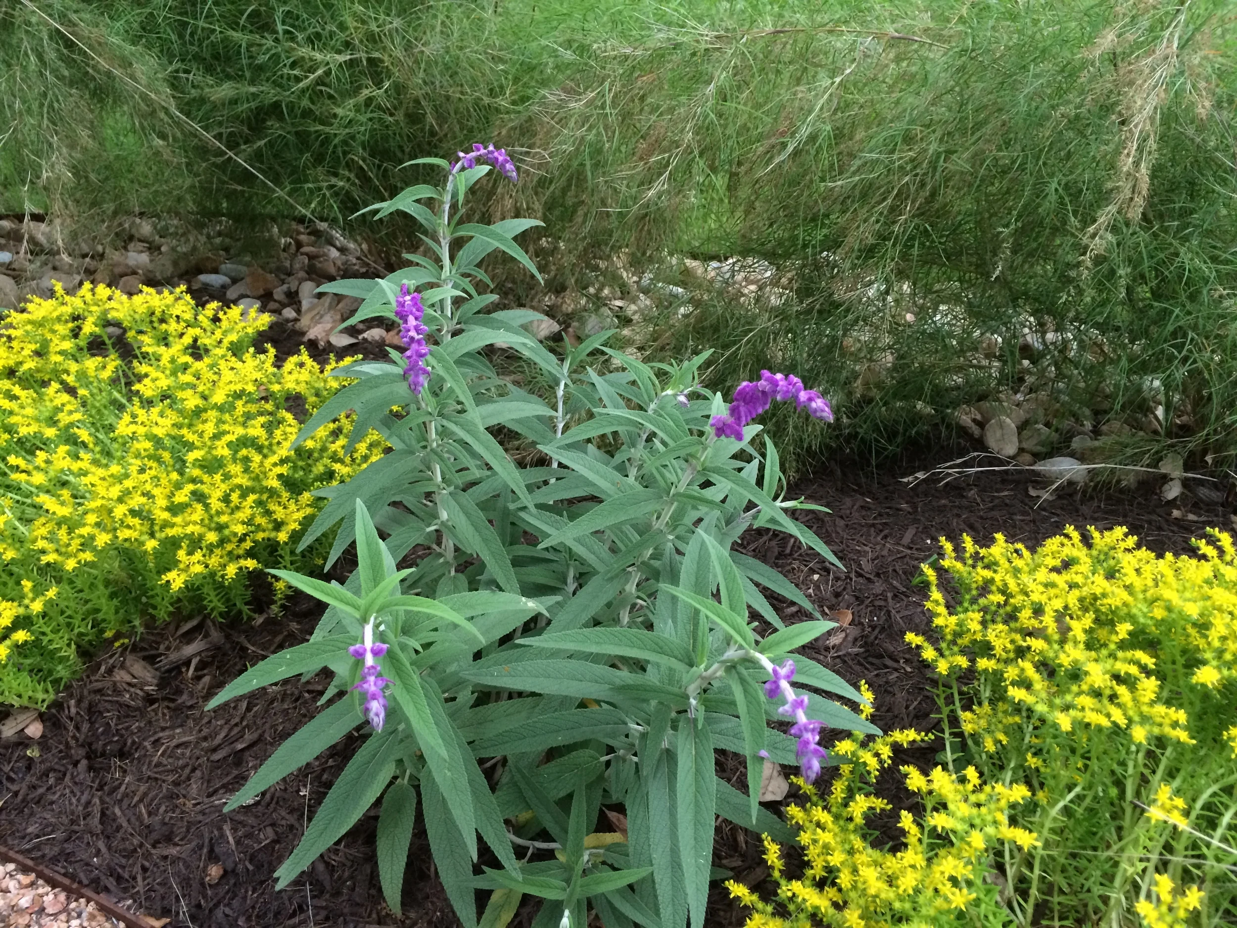 Plants surrounding the fire pit area of the garden.