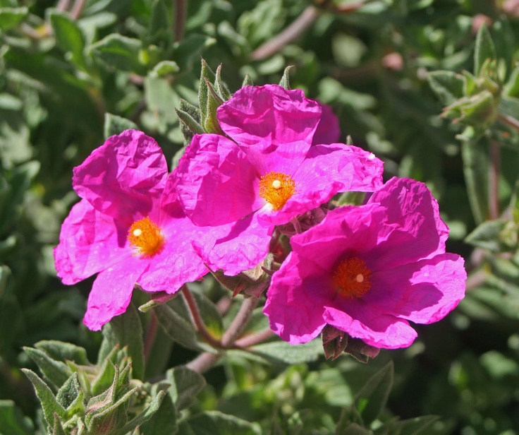 Close-up of 'Sunset' flowers