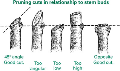 pruning cuts.png