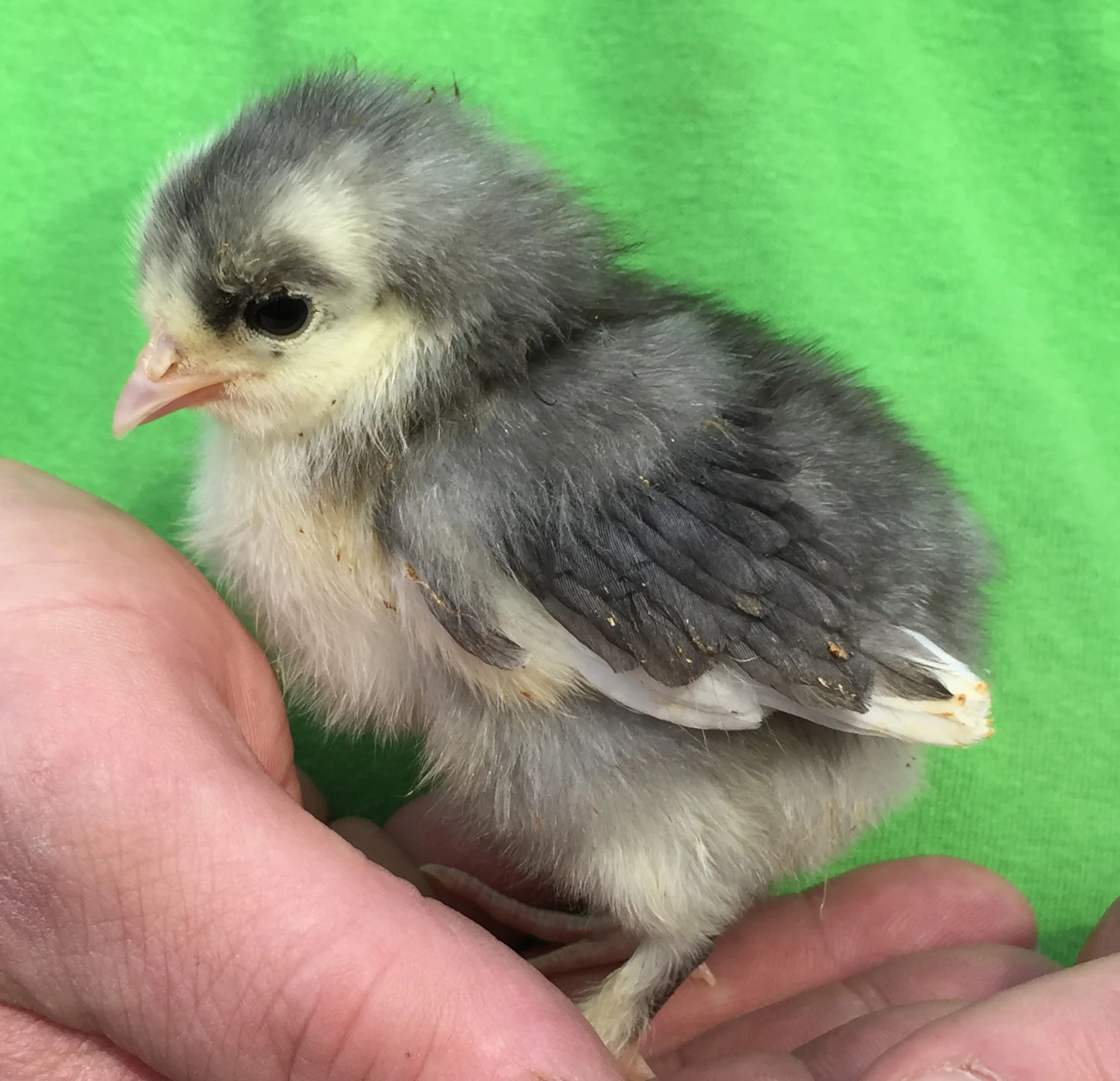 Just Hatched 2016: We Have Chicks!
