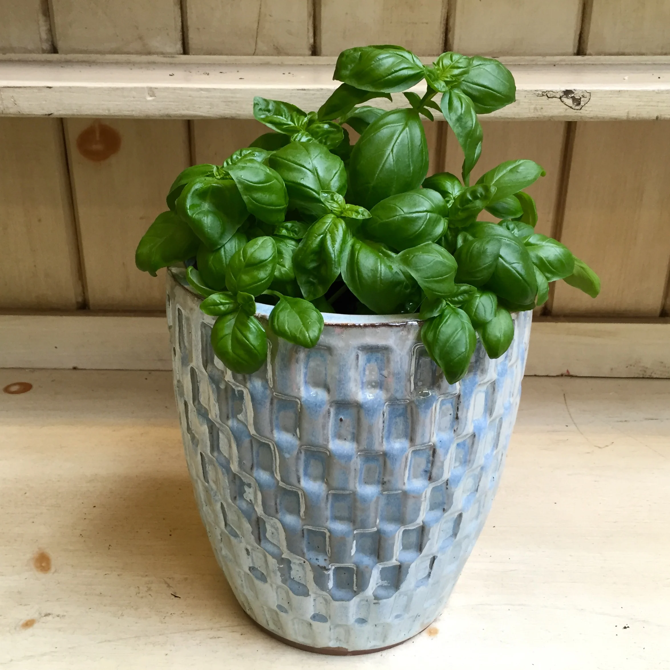 Pictured: Genovese Basil 