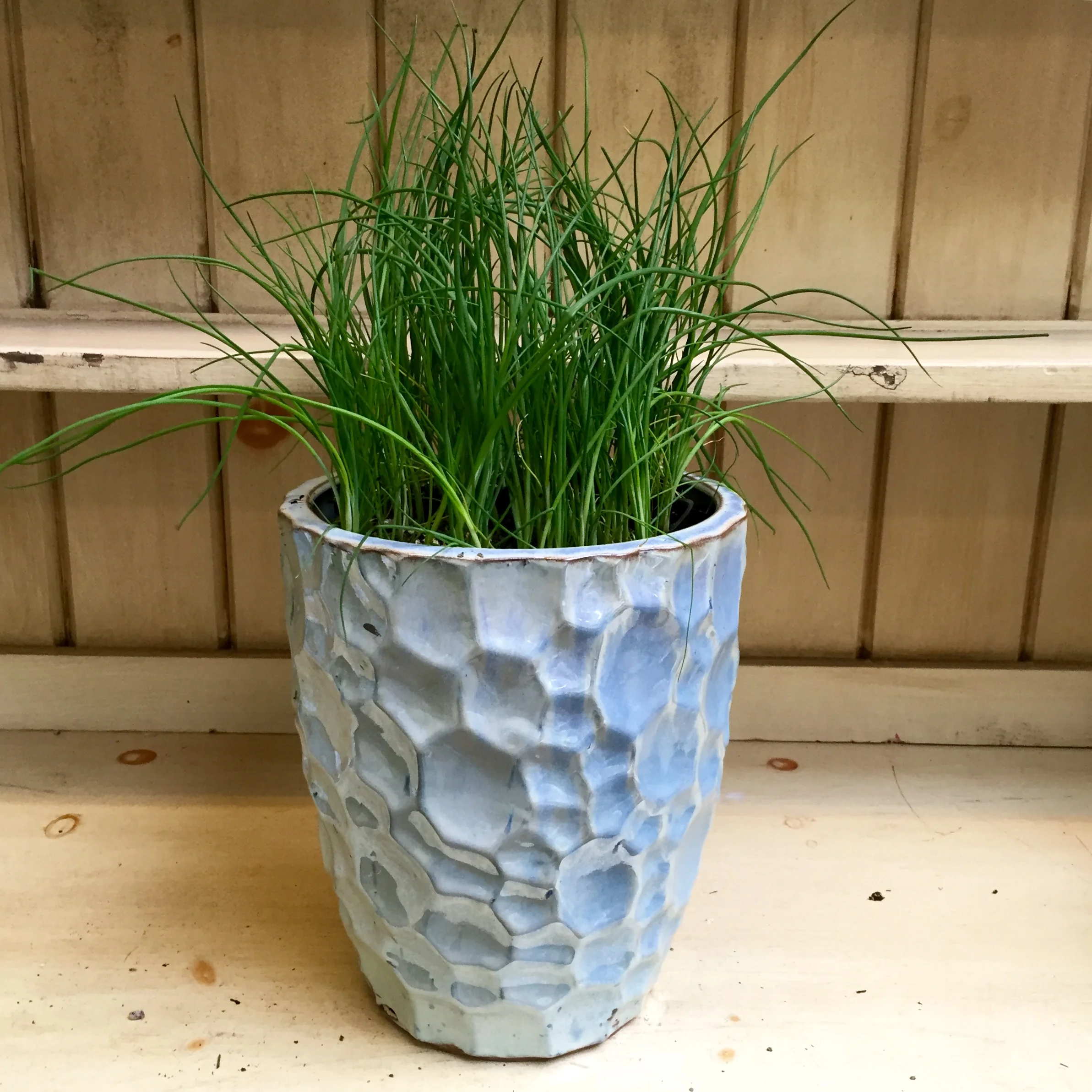 Pictured: Common Chives