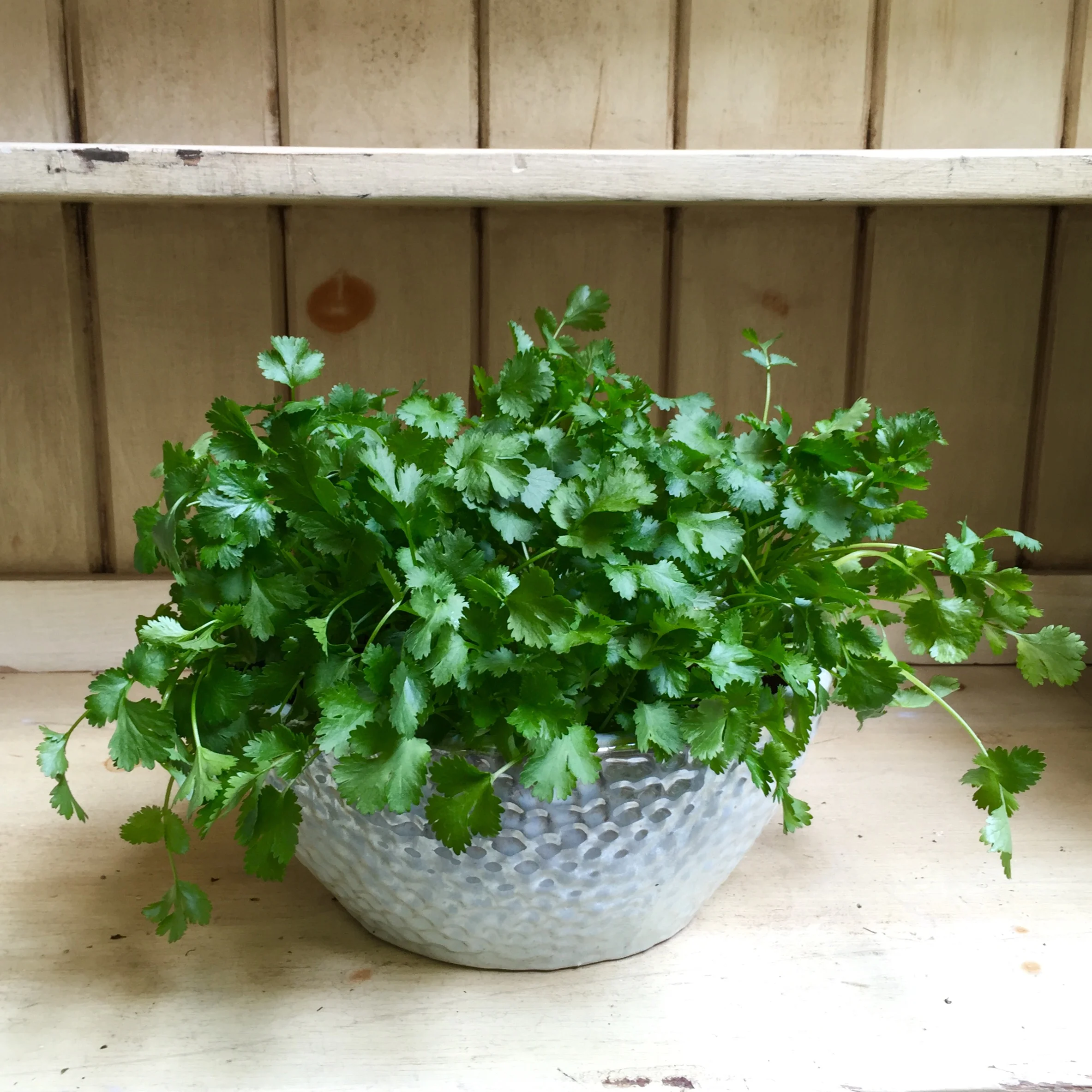 Pictured: Common Cilantro/ Coriander