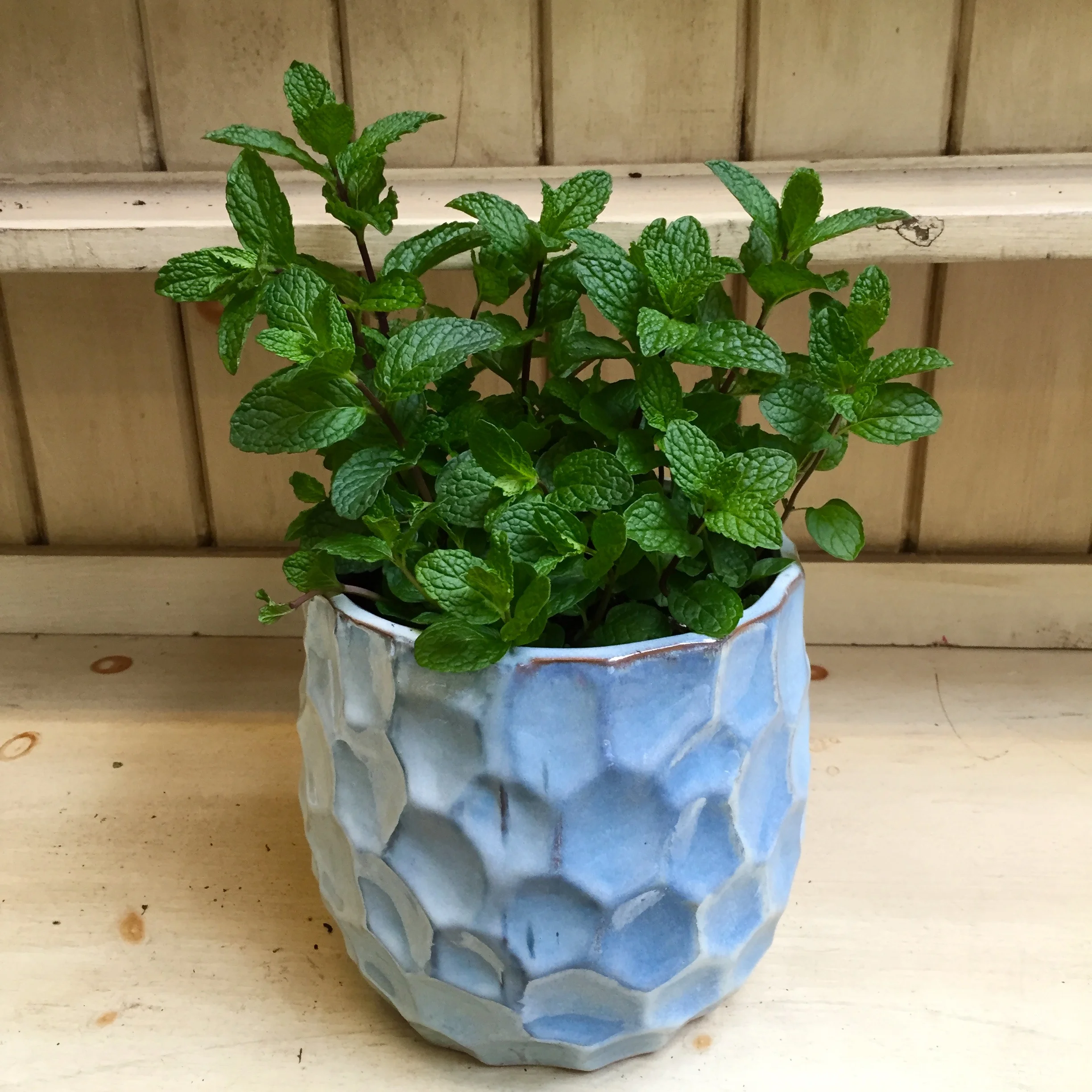 Pictured: Kentucky Colonel Mint and Mojito Mint