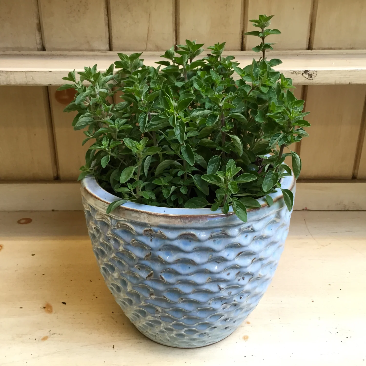 9 Best Herbs for Containers — Seattle's Favorite Garden Store Since