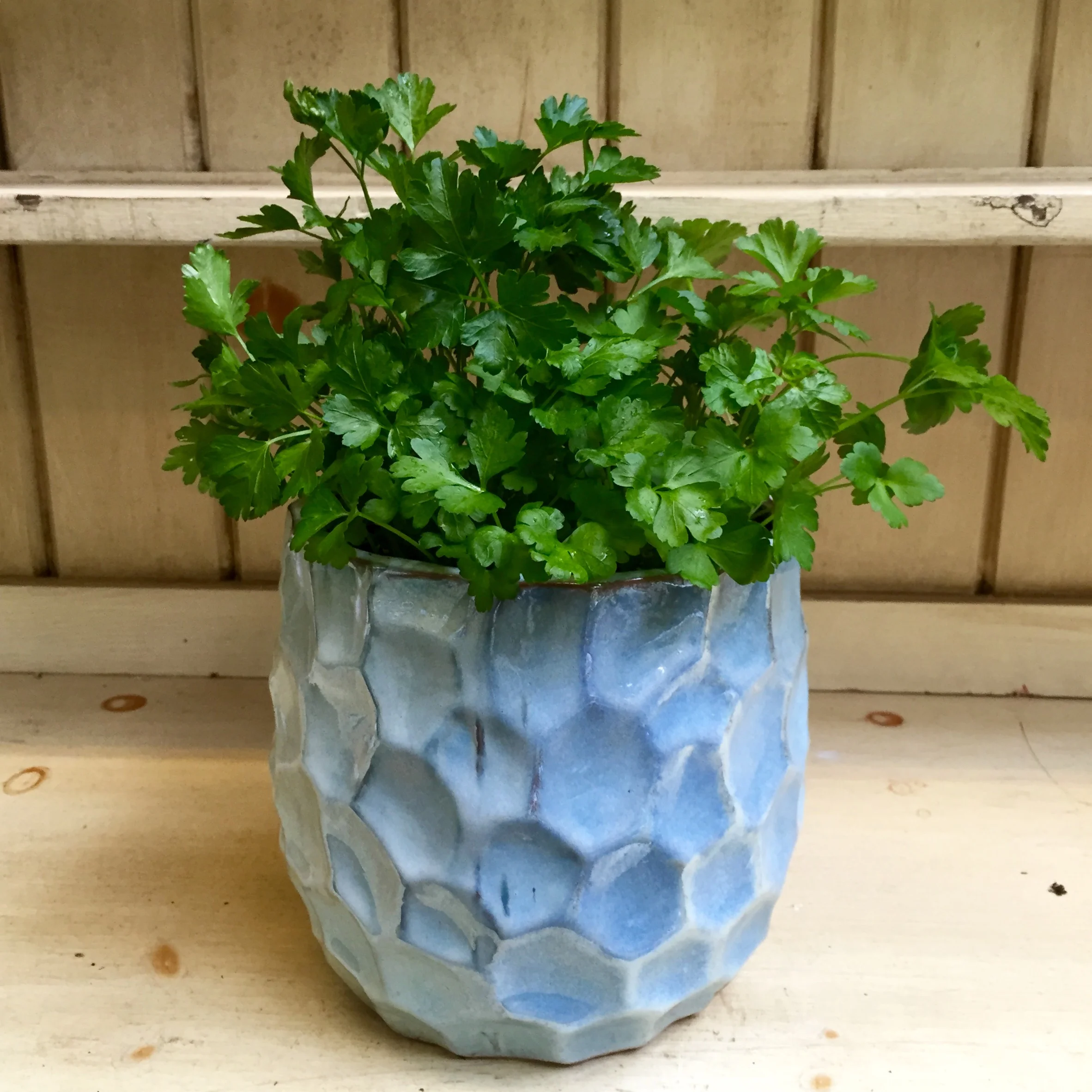 Pictured: Flat Italian Parsley