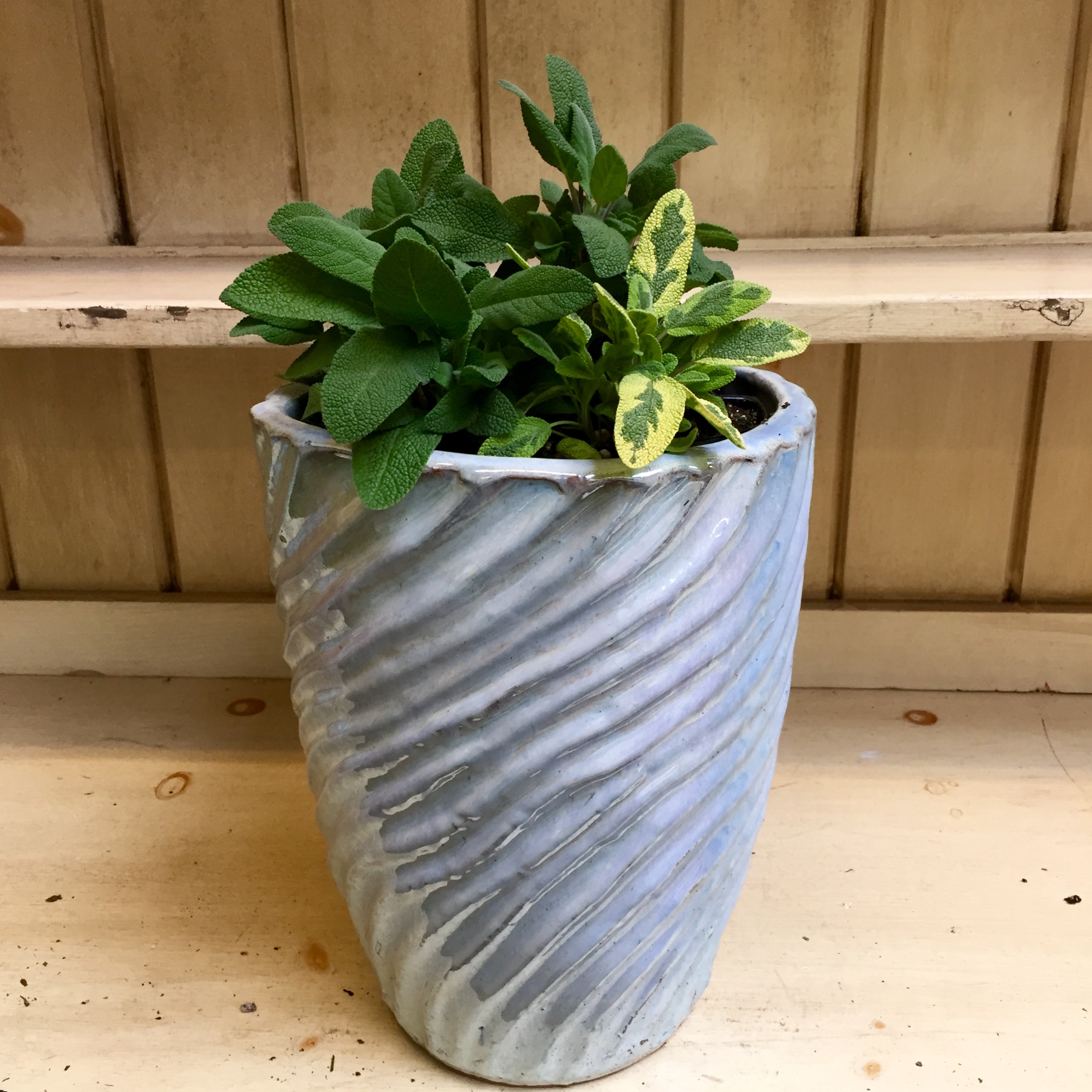 Pictured: 'Grower's Friend' Sage and Golden Variegated Sage