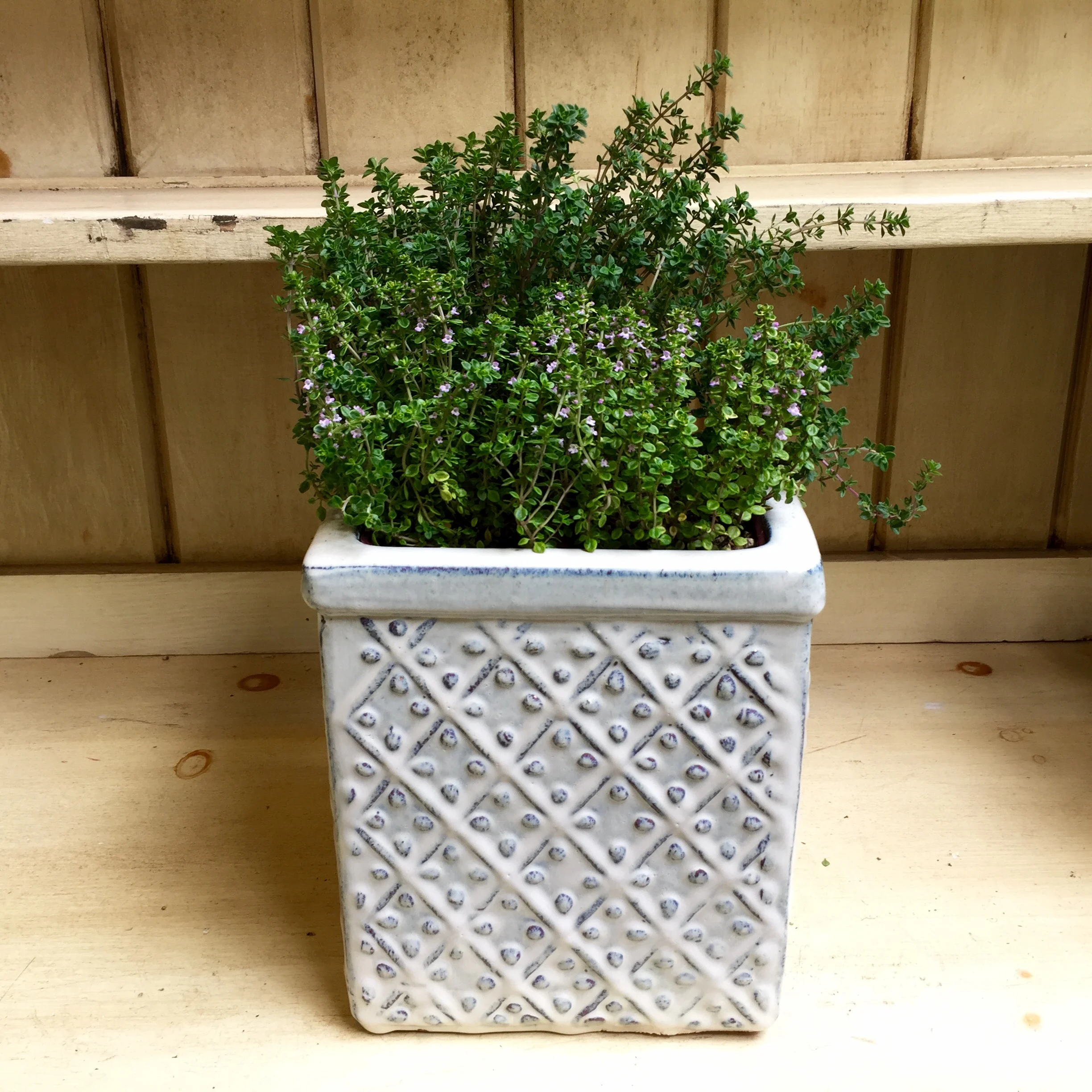 Pictured: Dot Wells French Thyme and Gold Lemon Thyme