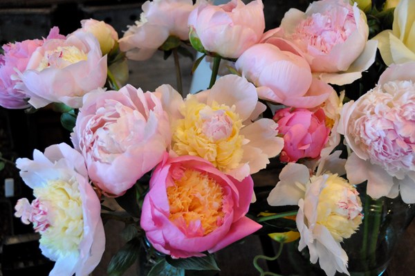How To Grow Peonies & 11 Ways To Use The Flowers