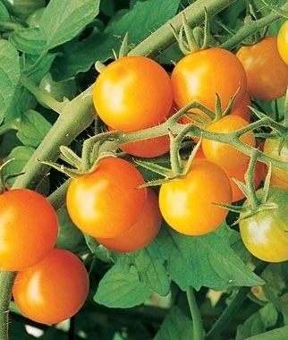 Sungold.jpg