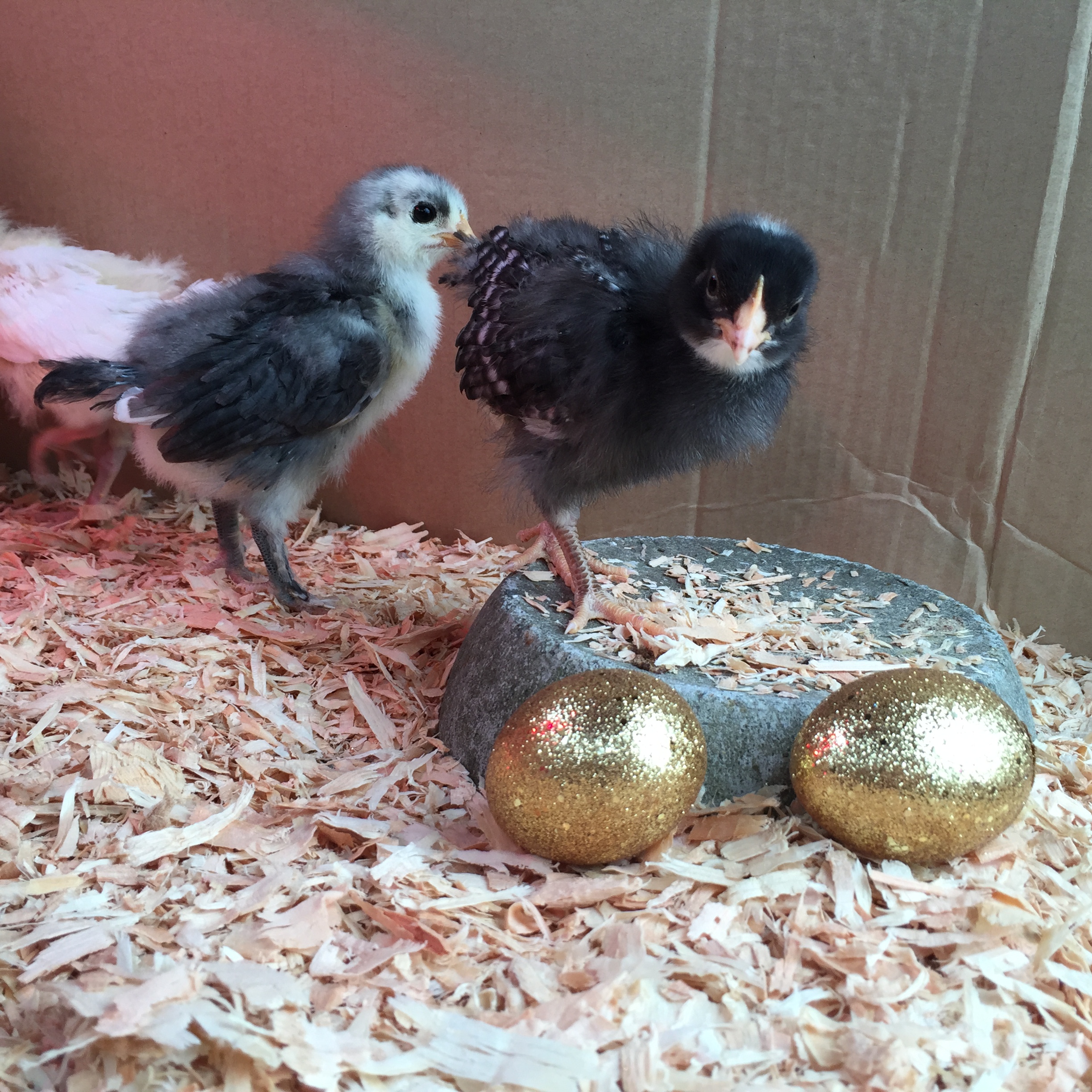 Amazing chicks on April 1st!