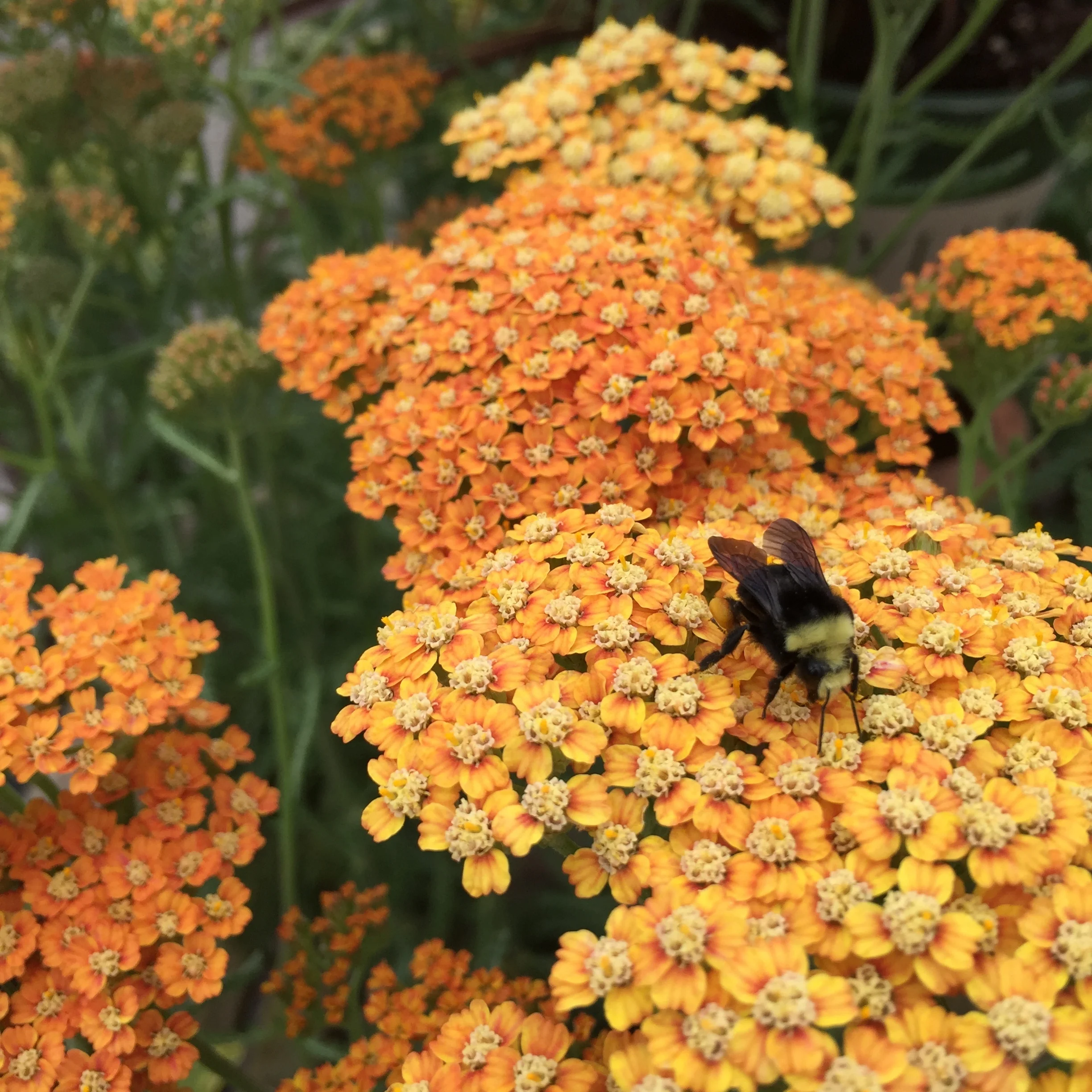 Achillea x 'Terra Cotta'