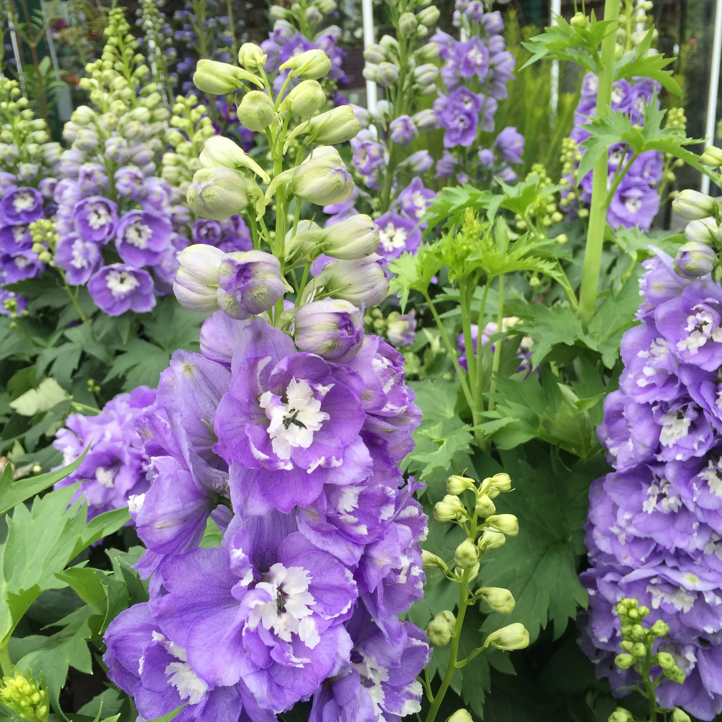 Delphinium elatum 'Aurora Lavender'