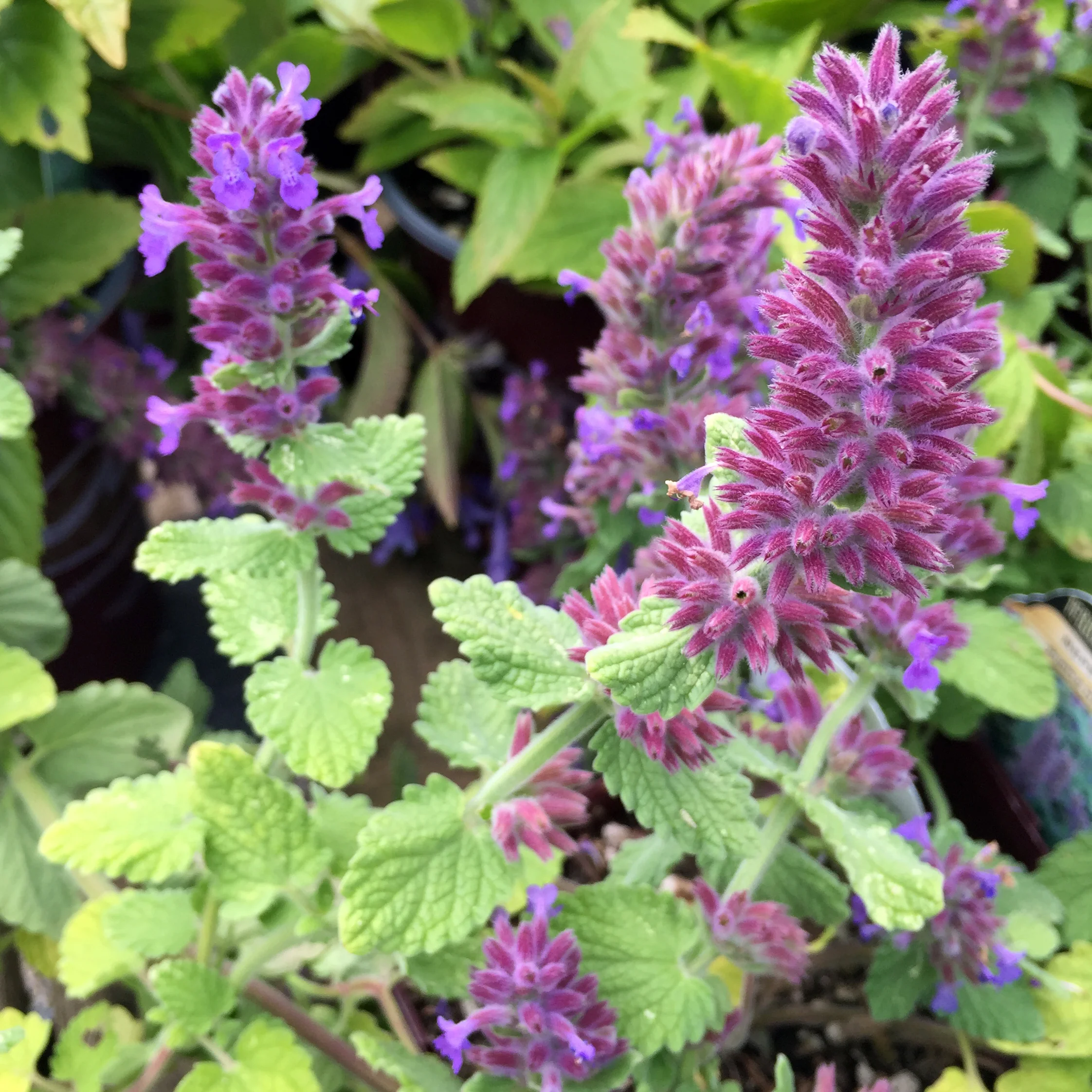 Nepeta 'Purple Haze'