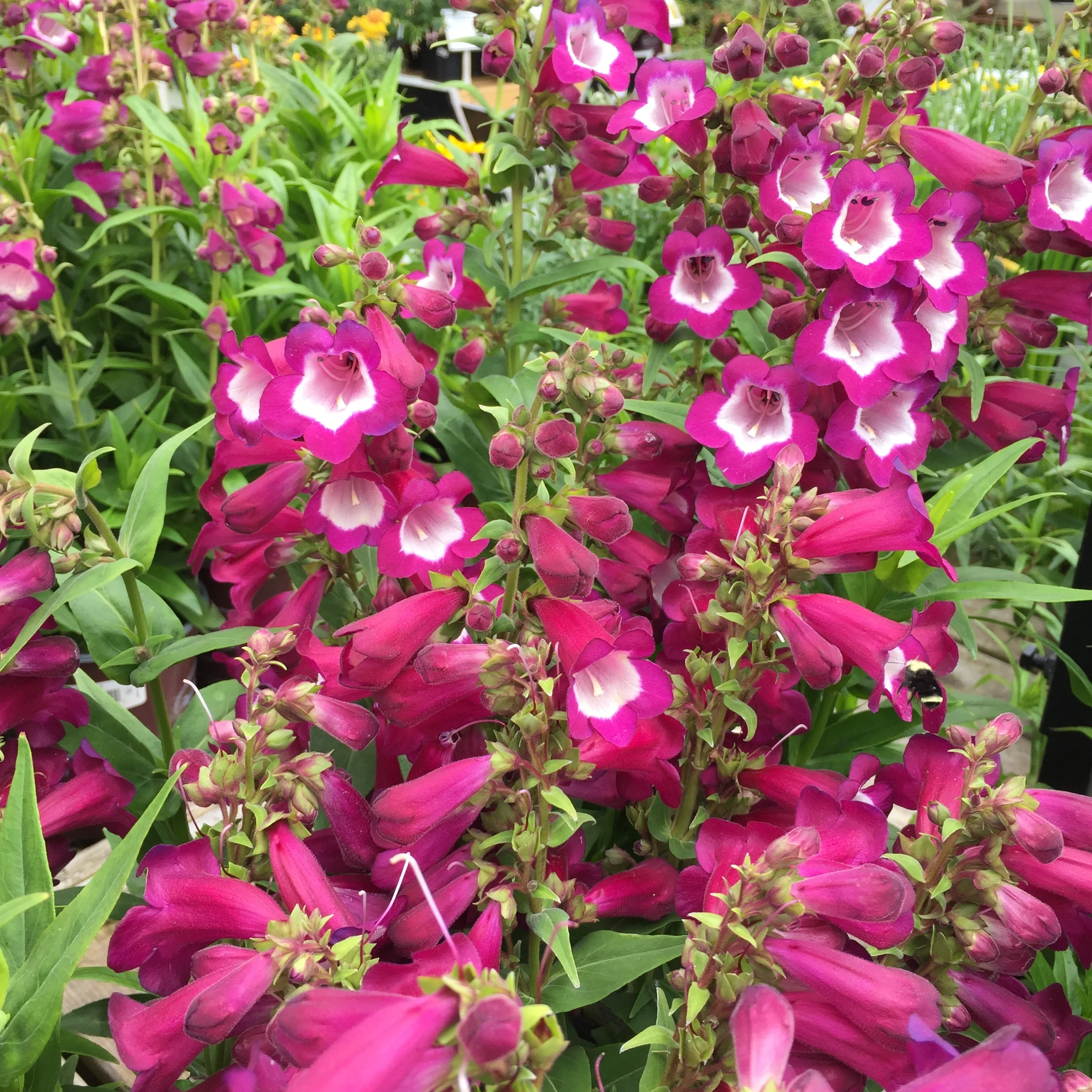 Penstemon 'Grape Taffy'