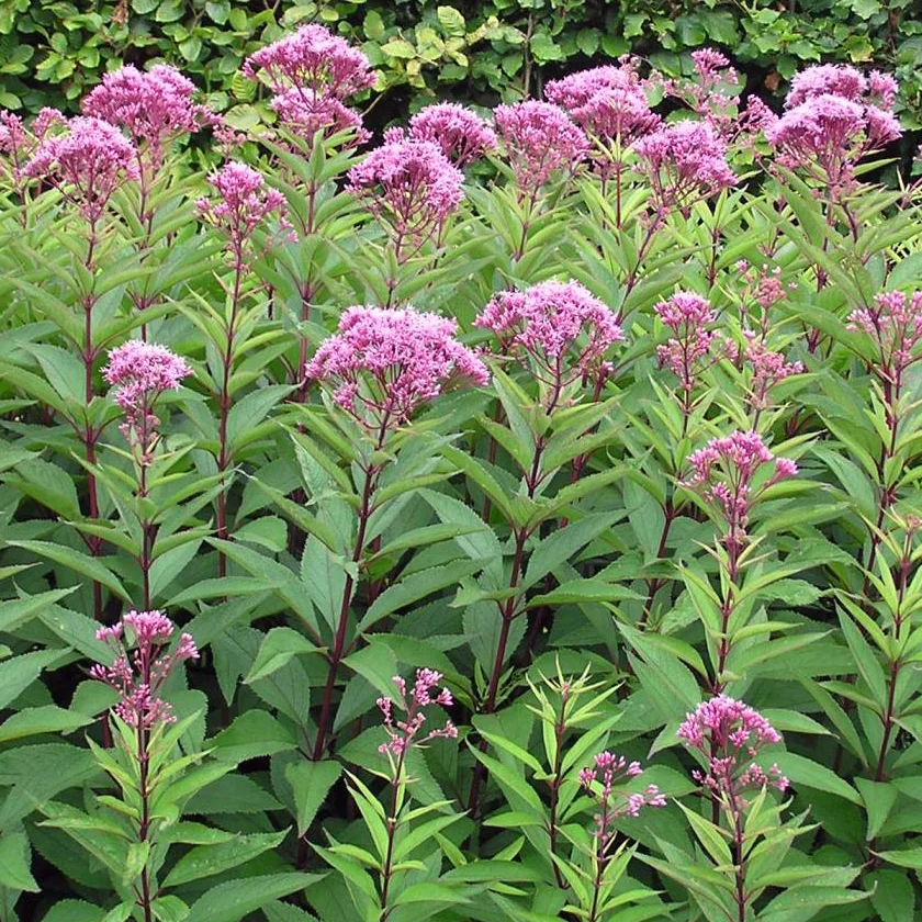 Eupatorium purpureum