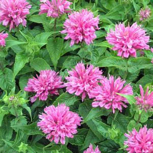 Monarda 'Petite Delight'