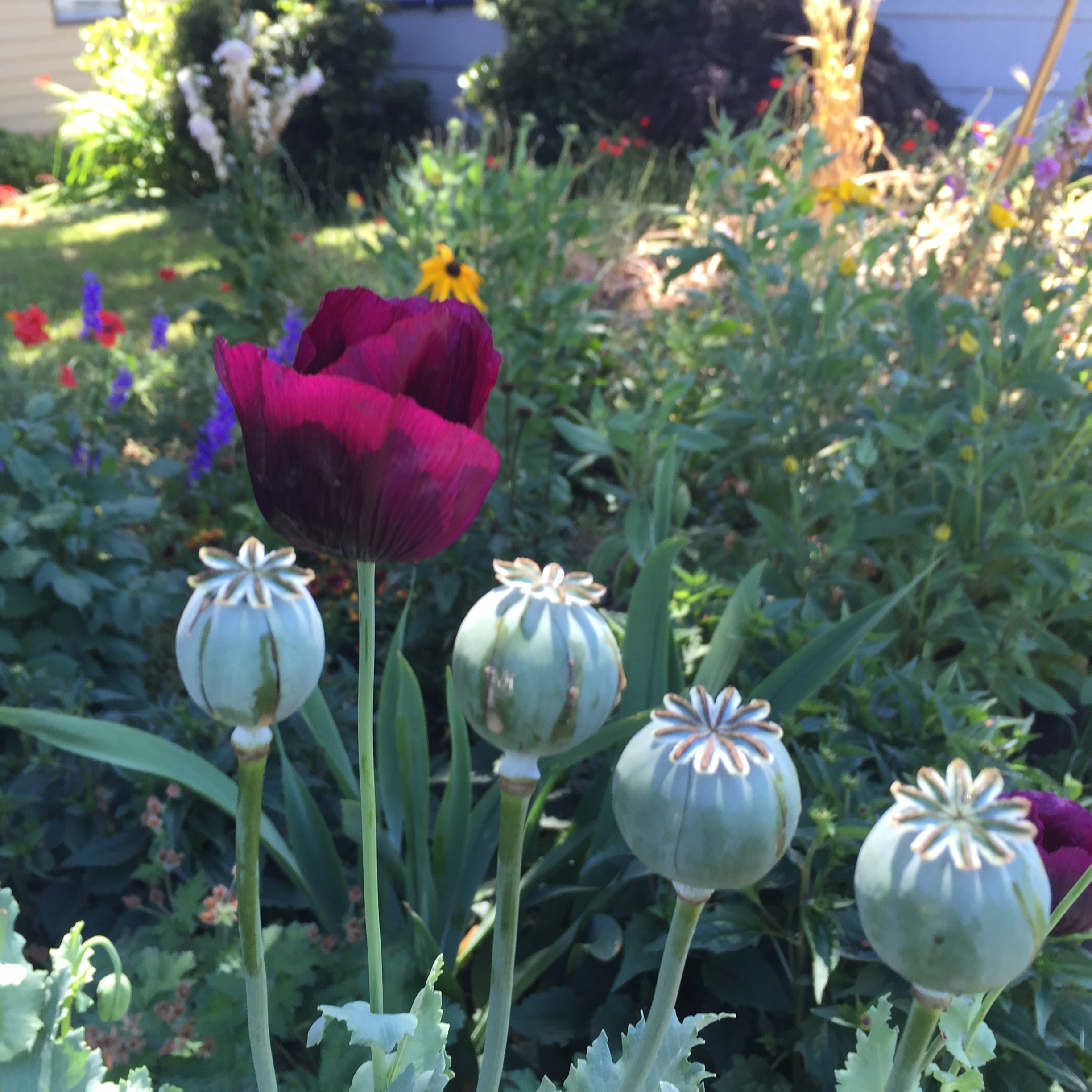 Garden5 (8).jpg