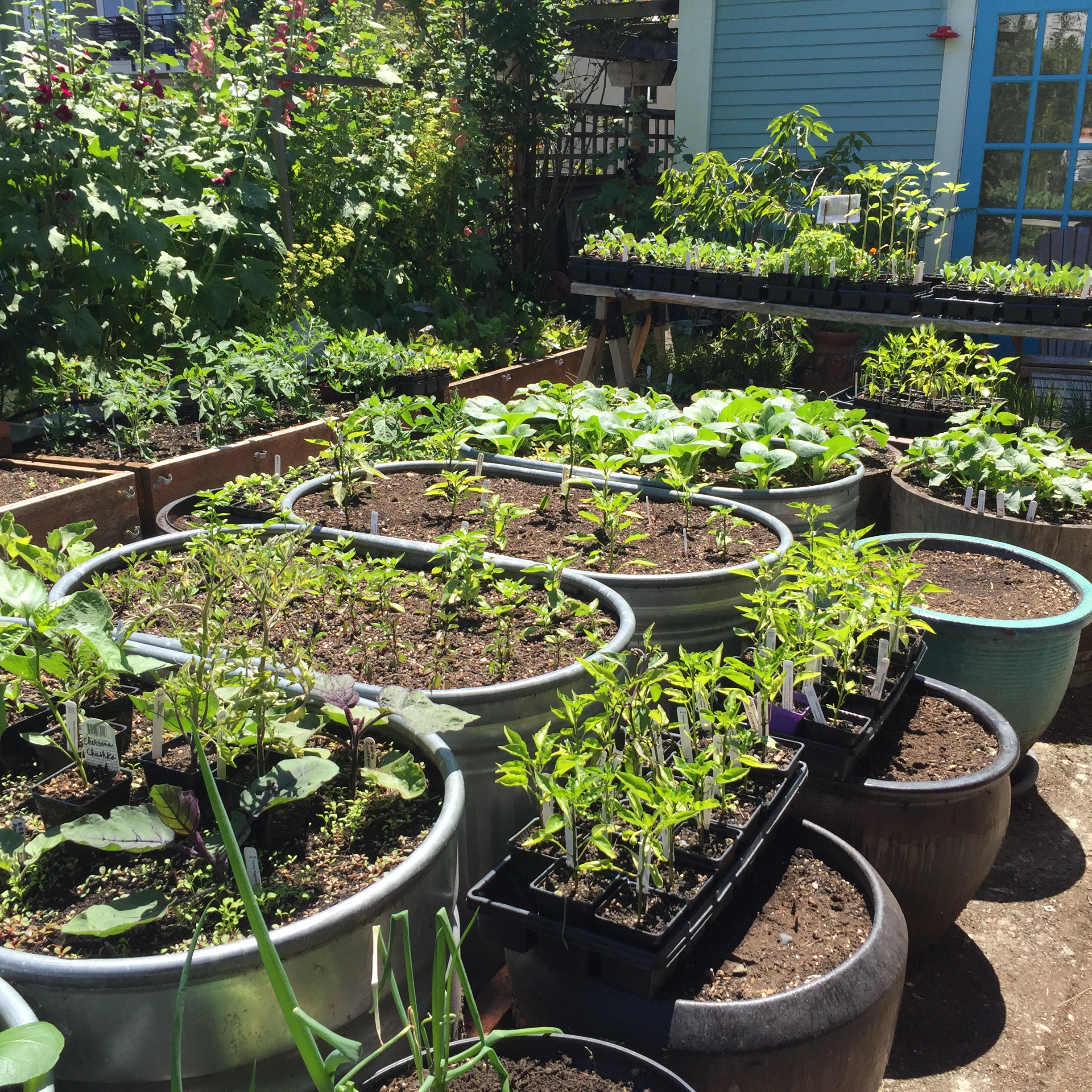 Garden6 (2).jpg