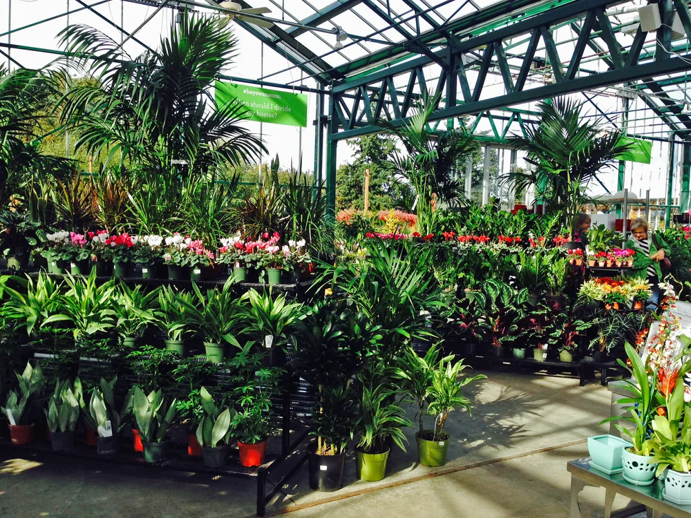 18 Houseplants That Clean The Air (NASA Says So) — Seattle's Favorite ...