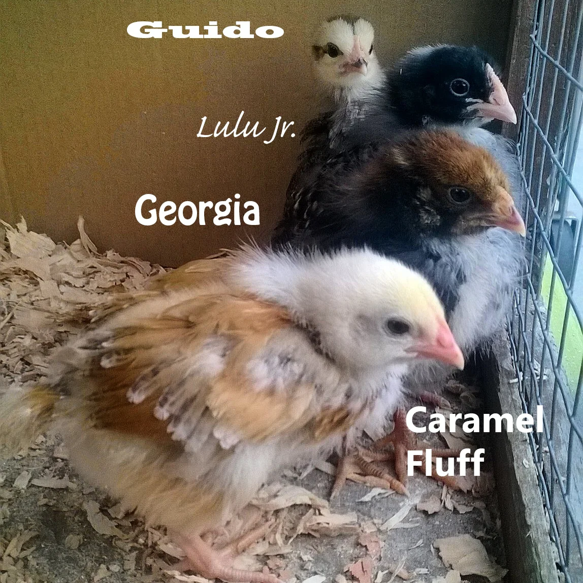 four chickens with their new names