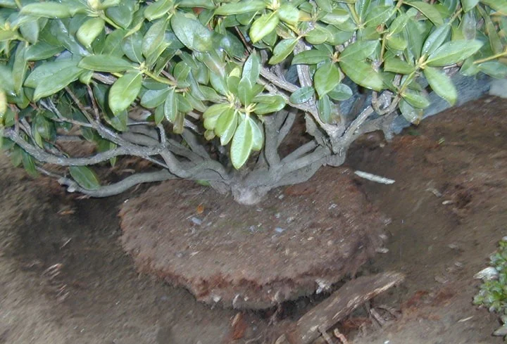Excavated rootball ready to be moved