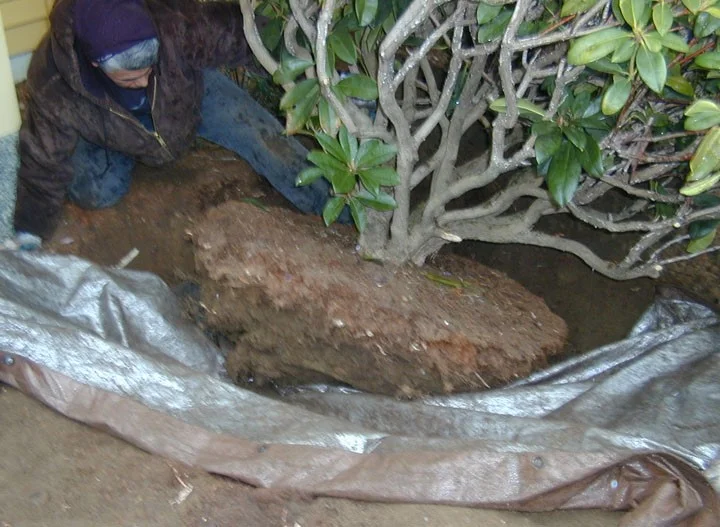 Sliding a tarp under the excavated rootball to facilitate moving and transplanting