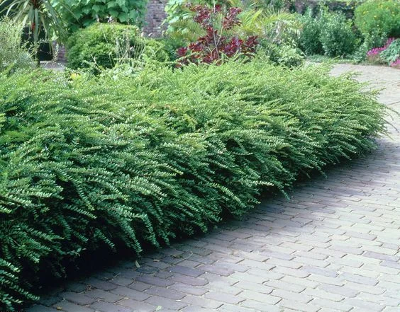 Lonicera nitida, Boxleaf Honeysuckle