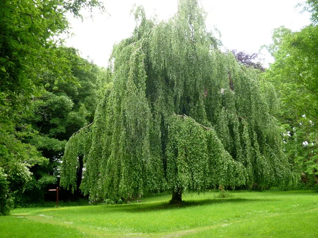 Weeping Beech Tree