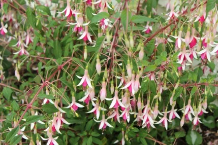 Galfry Lye Fuchsia