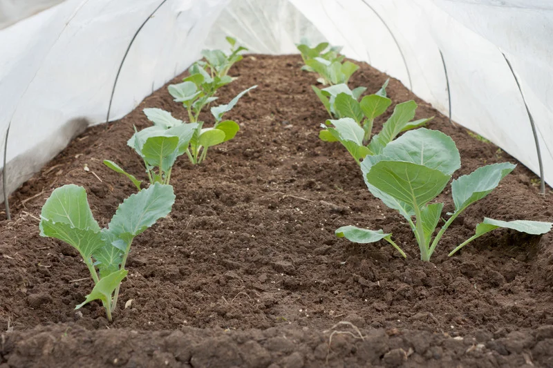 Brassicas under Harvest Guard Season Extender fabric photo: harvesttotable.com