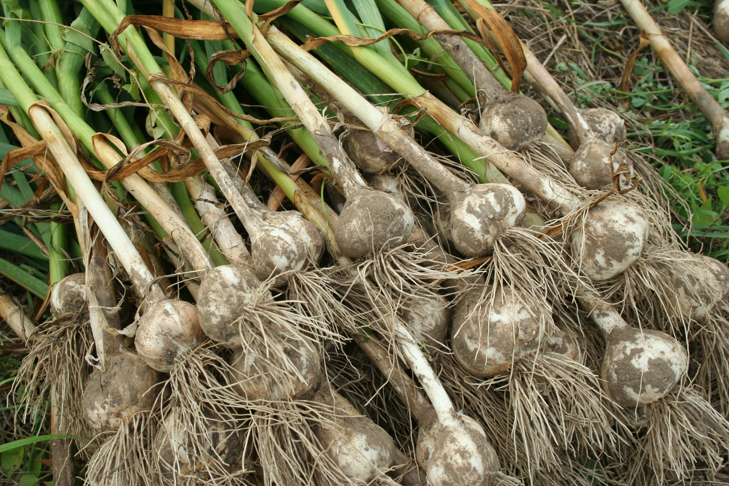 Freshly Harvested Garlic photo: fiddlefootfarm.com
