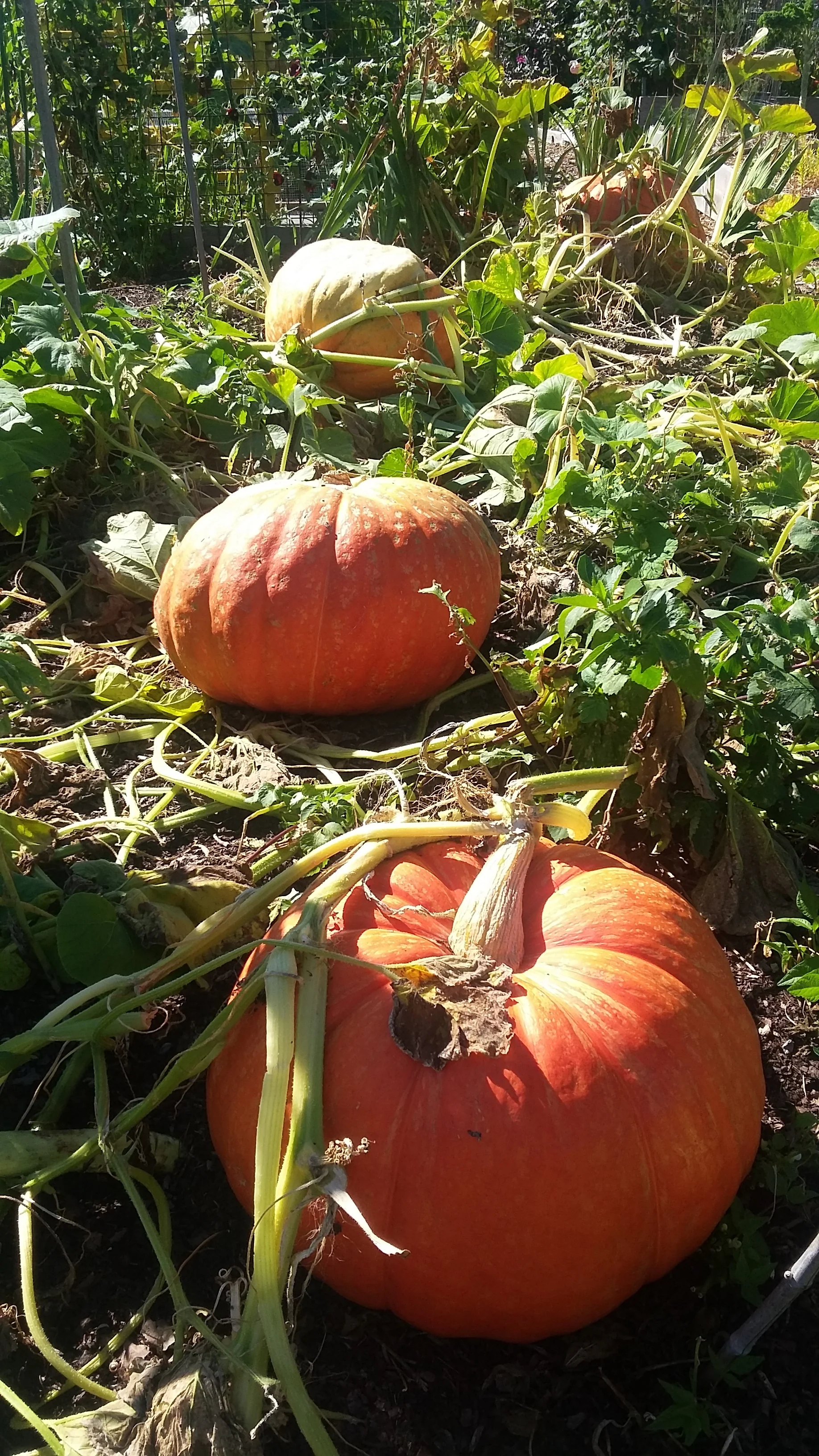 Interbay P-Patch Pumpkins photo: Rolf Hokansson