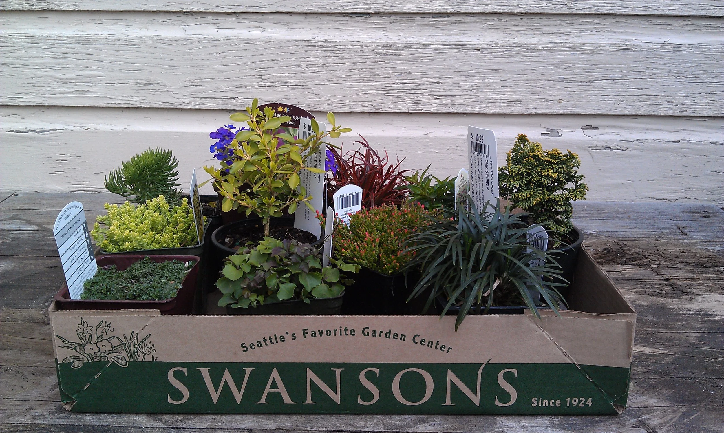 How to Garden in Planter Boxes: A Swansons Nursery and Dunn DIY