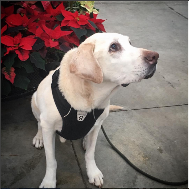 oldhappydogs_IG2.PNG