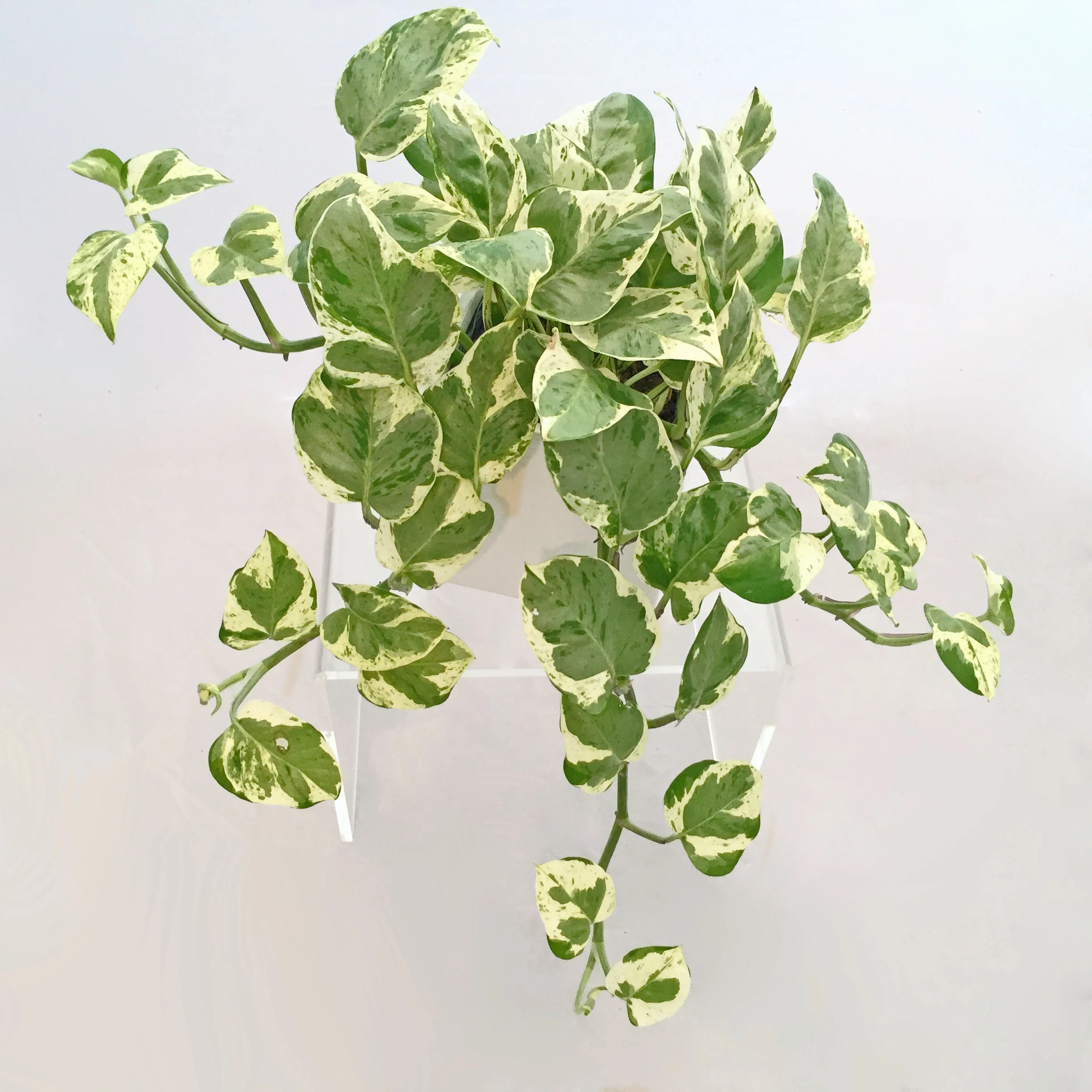 Epipremnum aureum 'Pearls and Jade'